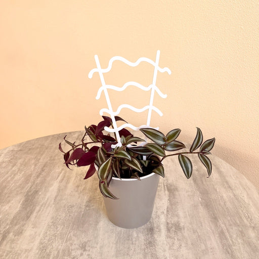 Indoor Trellis for Climbing Plant | White - Image 1