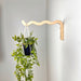 Long Wavy Plant Bracket | Natural 12"x6" - Image 1