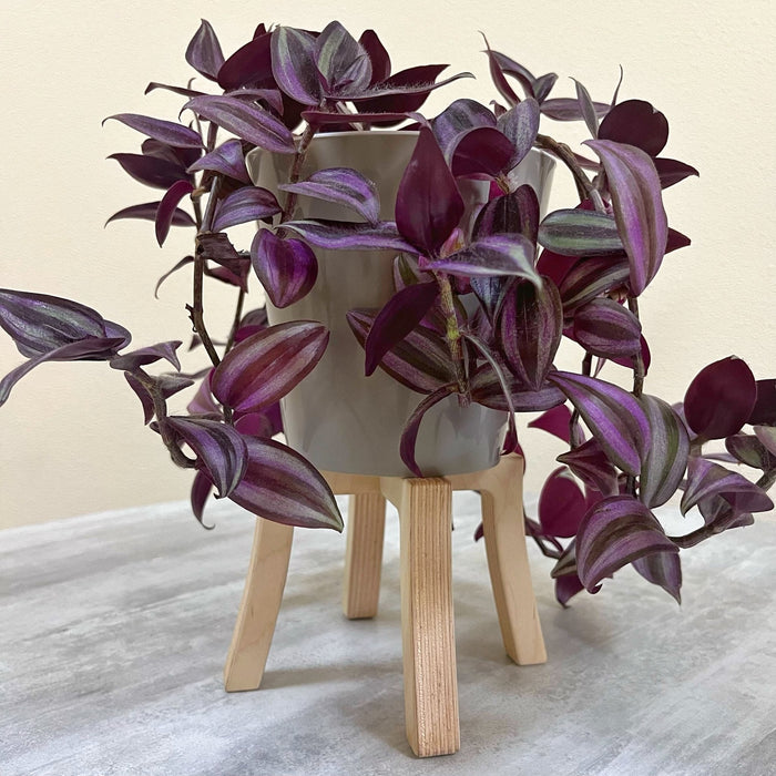 Mini Tabletop Plant Stand | Natural - Image 2