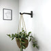 Modern Wall - Mounted Wooden Hook for Plants | Bog Oak Color - Image 2