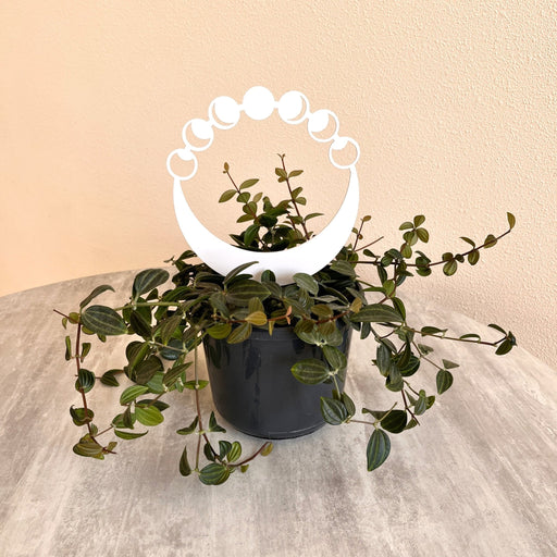 Moon Phase Plant Trellis for Indoor Plants | White - Image 1