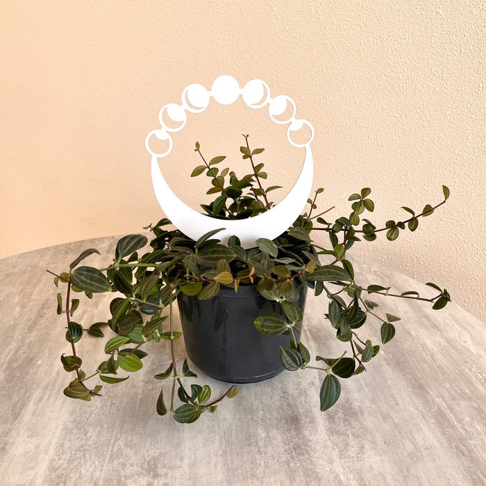 Moon Phase Plant Trellis for Indoor Plants | White - Image 1