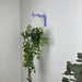 Purple Wavy Plant Hook for Indoor | 6"x4" - Image 2
