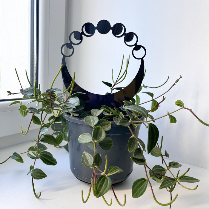 Round Moon Phase Plant Trellis | Black - Image 1