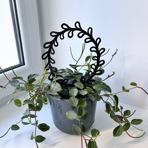 Round Plant Leaf Trellis for Climbing Plants | Black - Image 1