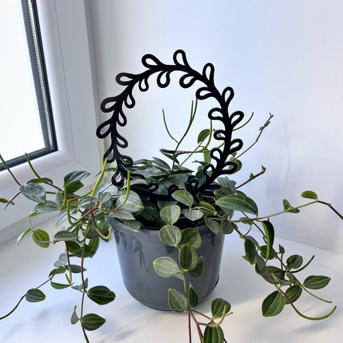 Round Plant Leaf Trellis for Climbing Plants | Black - Image 1