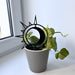 Sun & Moon Plant Trellis for Indoor Plants | Black - Image 2