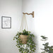 Wavy Plant Hanger Hook for Houseplants | Walnut - Image 2