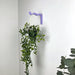 Wavy Plant Hanger Hook for Wall | Colorful 6"x4" - Image 6